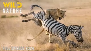 WILD KENYA  The Great Migration and Survival in the Realm of Predators  Animal documentary [upl. by Clein]