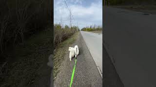 Morning village walk with Samoyed puppies 12 weeks old [upl. by Kealey]