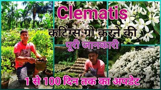 लाखों फूल वाले कलमातिस के वाइन कटिंग्स से कैसे ग्रो करें  Grow Cuttings of Clematis most Easily [upl. by Elisa]