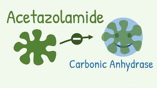 Mechanism of Action of Acetazolamide  a Carbonic Anhydrase Inhibitor [upl. by Batory]