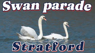 Annual Swan Release 2024 in Stratford Ontario [upl. by Anastassia]