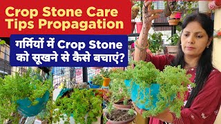 How To Grow And Care Sedum Succulent Plant  Crop Stone Care Tips amp Propagation  Sedum Summer Care [upl. by Pogah]