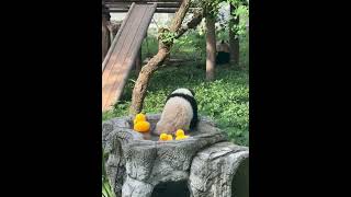 3015 Adorable panda cub plays with rubber duck in Chinese Zoo [upl. by Fortin195]