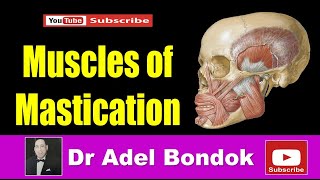 Infratemporal Fossa and Muscles of Mastication Dr Adel Bondok [upl. by Martinelli]