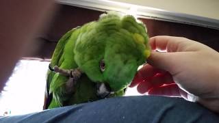 Helping Rio the Amazon Parrot with Pin Feathers [upl. by Nomelif776]