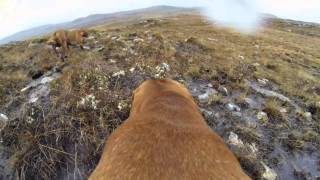 ECOSSE GROUSE ET BECASSE [upl. by Hilliard828]