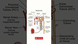 Nephron Structure  Simple Nephron Diagram for Easy Understanding [upl. by Evey]