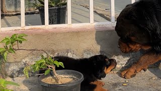 Rottweiler puppies dog for Sale cutest video  Best dog for breeding Buisenes in India [upl. by Roseanne101]