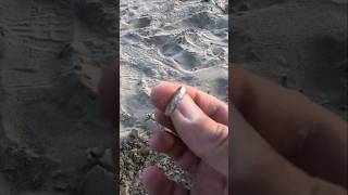 Ring gevonden op het strand met een metaaldetector [upl. by Partridge755]