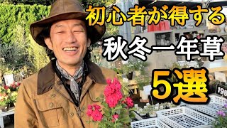 【これ植えなきゃ】必ず植えて欲しい秋冬の草花一年草ランキング発表 [upl. by Kellene526]