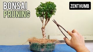 Polycias Ming Aralia Bonsai Pruning [upl. by Thorfinn]