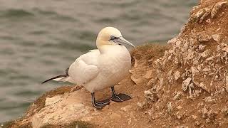 Gannet FULL HD close up [upl. by Weywadt]