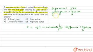 A transverse section of stem is stained first with safranin and then with fast green [upl. by Assirral778]