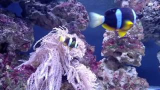 Pearl Eye Clarkii Clownfish hosting in anthelia and xenia [upl. by Aihsatsan776]