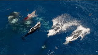 Pilot Whales VS Against Orcas httpswwwyoutubecomWildLiveMediavideos [upl. by Utta479]