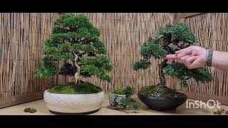 Chinensis and Shimpaku juniper Bonsai talking rubbish again [upl. by Veronique]