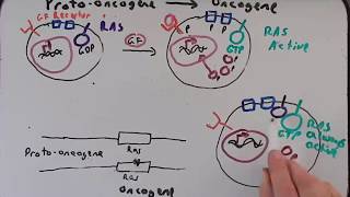 Cancer Genetics Part II Protooncogenes to Oncogenes [upl. by Eelyr]