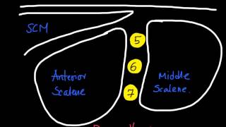 Nugget 12How to identify Phrenic nerve [upl. by Agrippina]