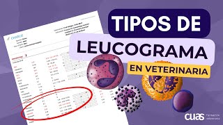 Tipos de Leucograma en la Interpretación de análisis sanguíneo 🩸 en Veterinaria de pequeños animales [upl. by Decato]