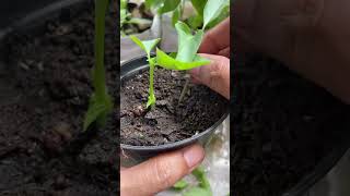 tips How to grow Sweet Basil 🌿 Ocimum basilicumជីនាងវងgarden vegetablegardenathome vegetable [upl. by Faustine]