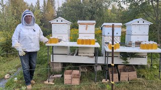 2023 Honey Harvest Carniolan Vs Italian Honey Production results with AutoFrames [upl. by Cooley]