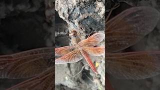 Red grasshopper 😮😮😮 লাল ফড়িং shorts youtubeshorts viralvideo insects [upl. by Ailasor]