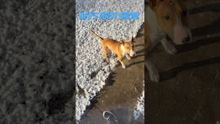 Puppy’s first snow reaction shorts cute puppy dog doglover first snow fyp foryou funny [upl. by Akeirahs137]