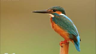 雀鳥叫聲 – 普通翠鳥 Bird Calls – Common Kingfisher [upl. by Lacie746]