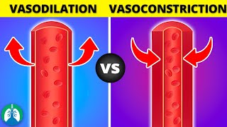 Vasoconstriction vs Vasodilation EXPLAINED [upl. by Eenafit]