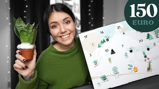 Dieser Pflanzen Adventskalender hatte 2023 den größten Hype [upl. by Adiaz]