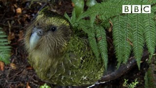 The cute and clumsy flightless parrot  Natural World Natures Misfits  BBC [upl. by Preiser]