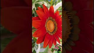 Gazania gardendesign landscape gadening plants [upl. by Cressi732]