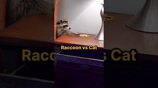 Best behaviour 🐾 Raccoon vs Cat [upl. by Nrek]