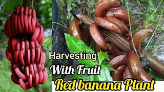 Red Banana HarvestingGreenLand Nursery IndiaExotic varietys ninja redbanana india chinesefood [upl. by Lybis]