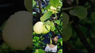 Natrual fresh lemon🍋shotrs fruiting graminlife gardening [upl. by Nunes]