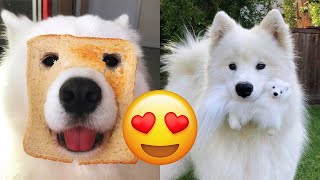 Samoyed — Adorable And Hilarious Videos And Tik Toks Compilation [upl. by Lawtun160]