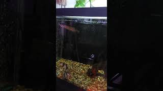 Jardine Arowana eating some talipia pieces fishfeeding jardine arowana fish clownloach [upl. by Annoyed335]