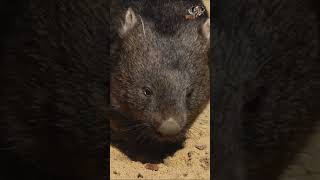 Why does a common wombat dig deep and complex burrows [upl. by Kinnie420]