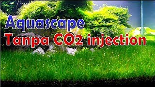 AQUASCAPE Without CO2 Injection and Using Hairgrass Plants [upl. by Carla834]