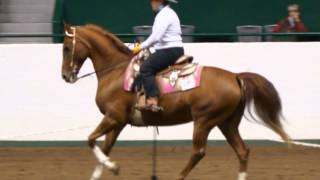 North American Western Dressage [upl. by Harrod99]