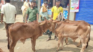 আজ ১৮ এপ্রিল ২৪  ঝিনাইদহের খামারী কেমন দামে শাহিওয়াল ষাঁড় বাছুর কিনছেন আমবাড়ী হাটে [upl. by Favin745]