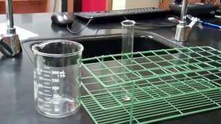 Cell Membrane Permeability Lab [upl. by Vanni402]