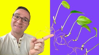 Pothos Propagation Easiest way to a FULL PLANT from SCRATCH [upl. by Abigail]