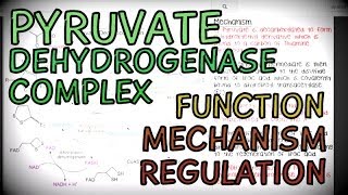 The Pyruvate Dehydrogenase Complex  Function Mechanism and Regulation [upl. by Hassi]