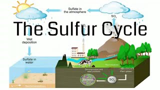 Sulfur Cycle [upl. by Lebaron]