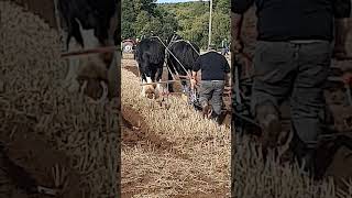 Traditional Horse Ploughing at the 73rd British National Ploughing Championships 13th October 2024 [upl. by Kaitlynn64]