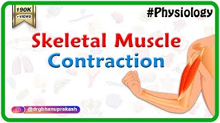 Skeletal muscle contraction  Muscle physiology Animations [upl. by Nykal31]