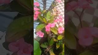 🥰Euphorbia milii shortvideo happinessgarden houseplants ♥️ [upl. by Roderich]