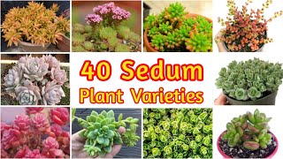 Sedum Plant Varieties You Can Grow Easily  40 Sedum Plant Types with Name  Identify your Sedum [upl. by Hgiel]