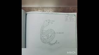 Vipera russelli snake diagram and classification [upl. by Larred]